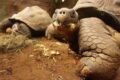 Accra Zoo